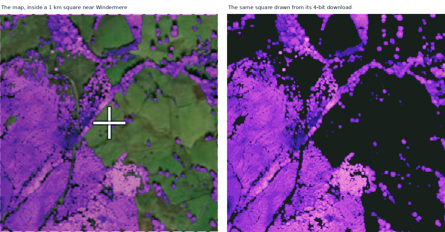 A 1 km square near Windermere on the Tree Canopy Height Map, beside the same square drawn straight from its 4-bit download